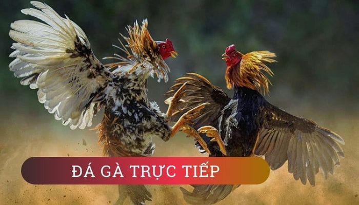 Đá gà cựa dao - Trò chơi độc đáo tại Ibet889